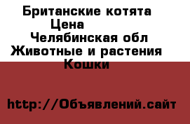 Британские котята › Цена ­ 3 000 - Челябинская обл. Животные и растения » Кошки   